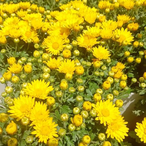 semi di crisantemo, decorazione perenni resistenti giardino esotiche balcone 100pcs