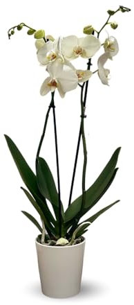 Attitude Jardin - Orchidée blanche - double branche - phalaenopsis - Orchidaceae - 60-70 cm - ⌀ 12 cm - avec cache pot en céramique blanc