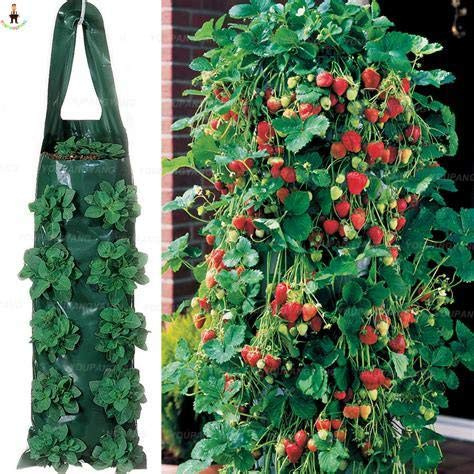 Shopvise Farmer directos Semillas interior Semillas de fresa fresa color Semillas Semillas Semillas de frutas para jardín 50Pcs: gris oscuro