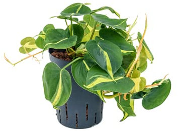 Hear Leaf philodendron scandens Brasil - Yellow Stripe Variegated Leaves - Indoor Trailing House Plant for Home or Office- in 12cm Pot