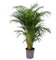 Palma Areca da interno 140 cm vaso 24 resistente Vivaio Annese