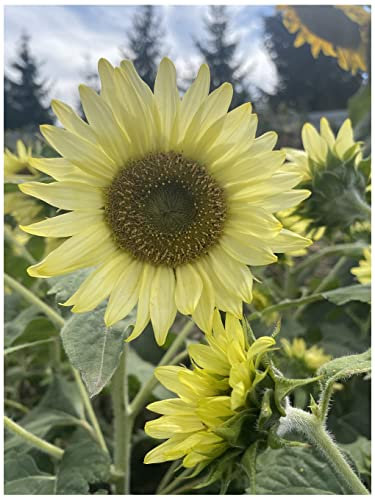 PREMIER SEEDS DIRECT - Sunflower Seeds - Polino Lemon - 40 Seeds