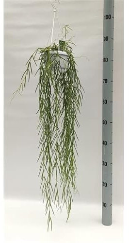 Trailing Hoya linearis - Love Plant in 14cm Hanging Pot