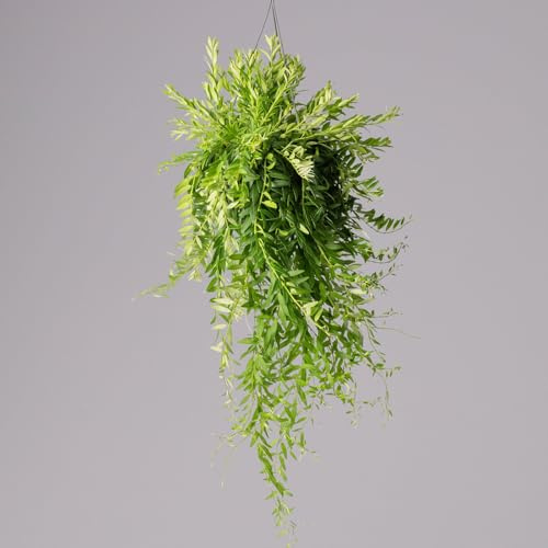 Schamblume in Blumenampel, Topf-Ø 15 cm, Höhe ca. 25 cm
