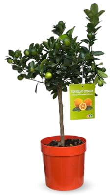 Attitude Jardin - Kumquat fukushu - jiangsu- fortunella obovata - agrume méditerranéen - arbre fruitier - 75-85 cm - ⌀ 22 cm