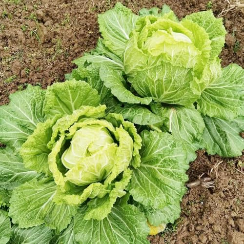 cavolo cinese, semi di pak choi, resistenti semi di balcone serra giardino sul balcone aromatiche da giardino vecchie varietà 200pcs