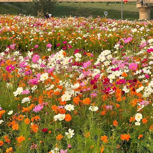 semillas de flores silvestres, de verano semillas como recuerdo fiesta resistentes lugares soleados silvestres Decoraciones jardín exteriores 800pcs