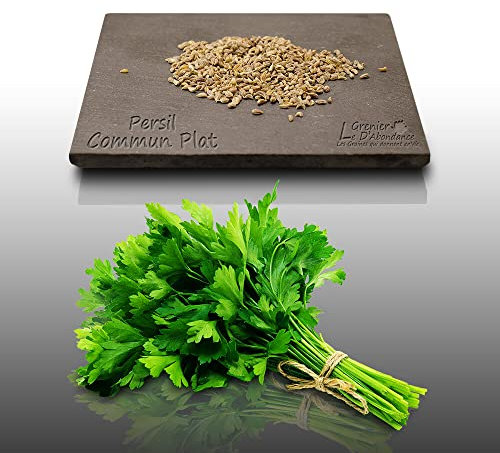 500 graines Aromatiques à semer - Le Grenier d'Abondance - PERSIL COMMUN PLAT - Petroselinum crispum