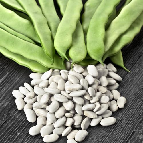 PREMIER SEEDS DIRECT - Dwarf Bean - Cocco Bianco - 80 Seeds