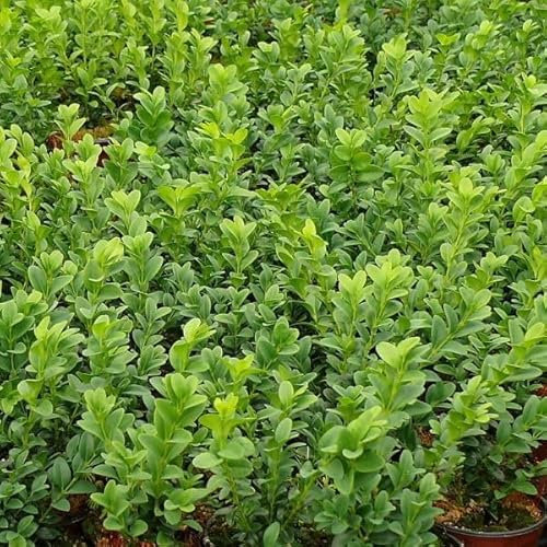 10 Common Box/Buxus Sempervirens 10-20cm Tall Evergreen Hedging Plants in 9cm Pots 3fatpigs®