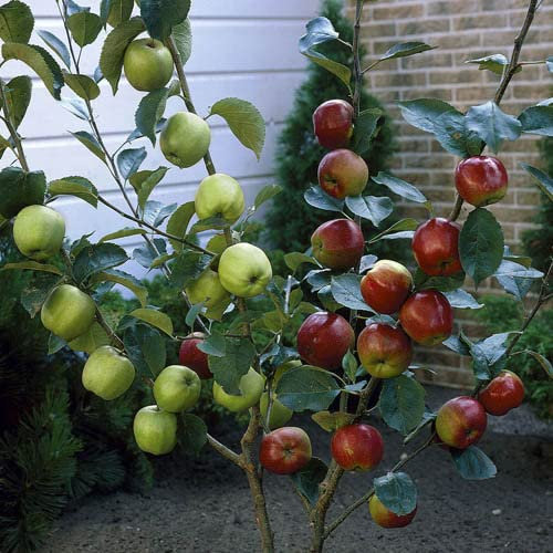 YouGarden - Duo Fruit Apple Tree, 2 Varieties of Apple on 1 Bare Root Tree, Ideal for Small Gardens - Grow Your Own Fruit Trees Apple Trees Garden Ready in Pots