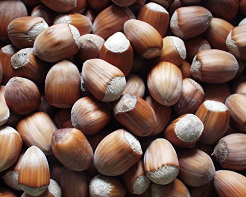 Haselnuss Englische Riesen, Busch im 4 Liter Topf, großfrüchtig, Höhe 50-80 cm