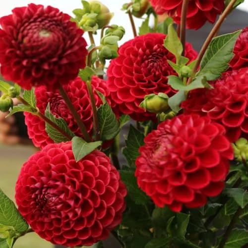 bulbos de dalia resistentes de dalia bulbos temprana - raras - bulbo resistentes para el balcón jardín 10pcs