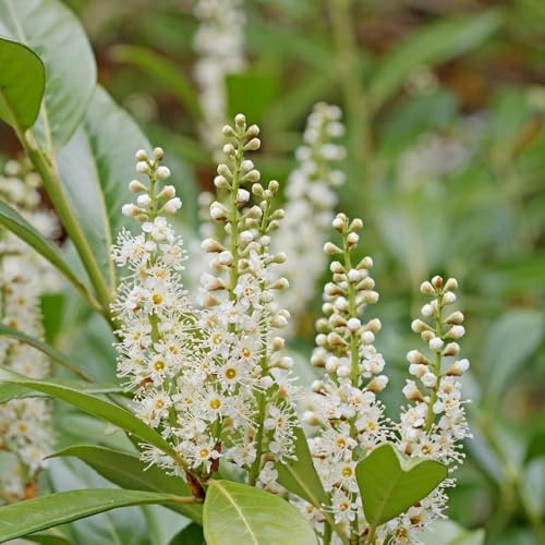semillas de laurel cereza - exóticas, interior, invernaderos de balcones, para exterior 300pcs