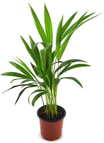 Mini Palmera de Interior Natural 30cm Palma Areca Planta Dypsis Lutescens