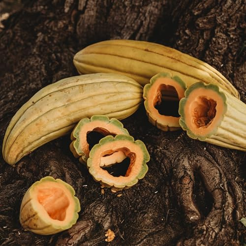 Banana Melon - 25 Seeds - Heirloom & Open-Pollinated Variety, Sweet & Easy-to-Grow, Non-GMO Fruit & Vegetable Seeds for Planting Outdoors in The Home Garden, Thresh Seed Company