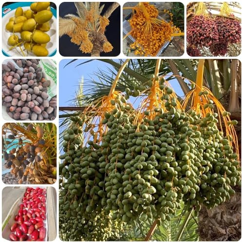 Semi di palma da datteri - dattilifera esotiche resistenti per il giardino giardino, sementi biologiche comprare 15pcs