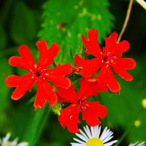 Semillas de clavo de olor, jardín decorativas perennes pequeño para mujeres, decoracion balcones decoracion balcón resistentes 300pcs