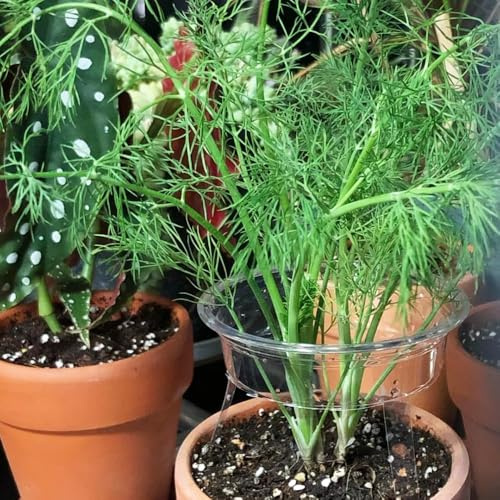 450 piezas semillas de eneldo organicas semillas eneldo balcón de verdes jardín decoración del balcón sostenibles