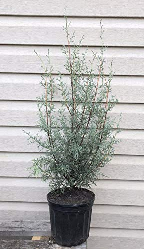 PLAT FIRM GERMINATIONSAMEN: Carolina phire Arizona Zypresse 14inches 1 gal Topf