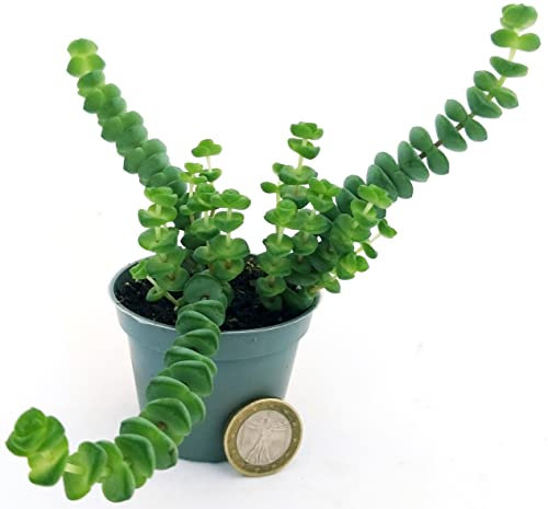 POWERS TO FLOWERS - CRASSULA HOTTENTOT, COLLANA DI GIADA, MINI IDEALE PER TERRARIUM, pianta vera