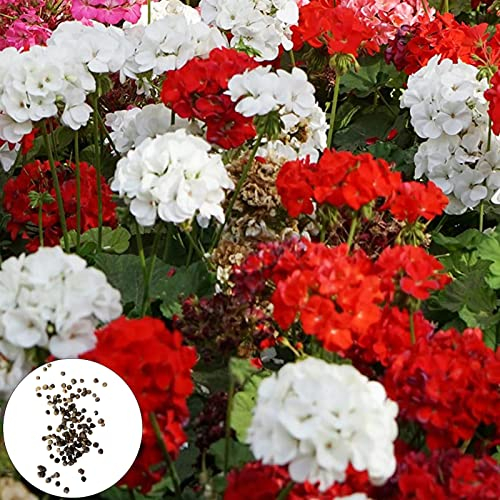 50 Stück Geraniensamen, Blumen Samen für Garten und Balkon,Ideale Garten Pflanzen, Balkon Pflanzen & Kübelpflanzen, 50Pcs Geranium Seeds