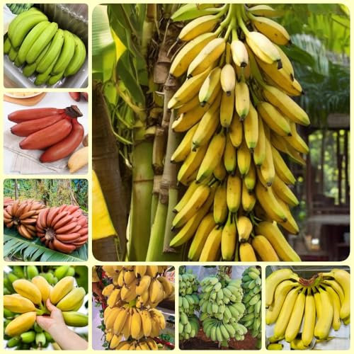 Bananensamen, Bananenbaum Samen, frisches obst, säulenobstbäume Bananenpflanze Winterhart, bananenbaum winterhart exotische pflanzen samen garten geschenk, seltene pflanzen 100pcs