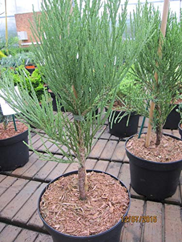 Sequoiadendron giganteum compactum - Zwergiger Mammutbaum
