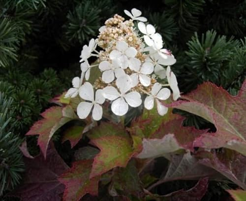 Eichenblatthortensie Hayko`s Zwerg - Syn. Pee Wee - Hydrangea quercifolia 30-40cm