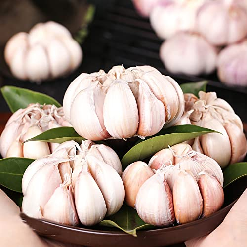 pflanzknoblauch winterhart, knoblauch pflanzen, Steckknoblauch alte gemüsesorten samen winterharte pflanzen, balkon gemüse blumenzwiebeln mehrjährig winterhart, gemüse 4 Stück (Weiß)