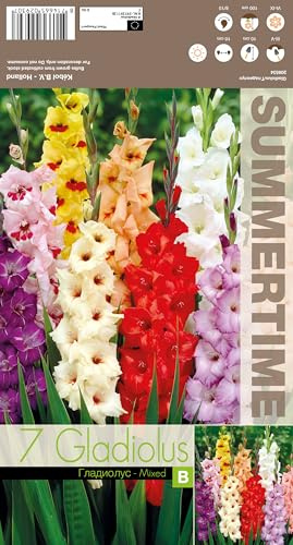 AGRONOM | GLADIOLI - MIX | Bulbi da fiore perenni | Fiori multicolore | Coltivati in giardini fioriti, prati fioriti | 25 bulbi
