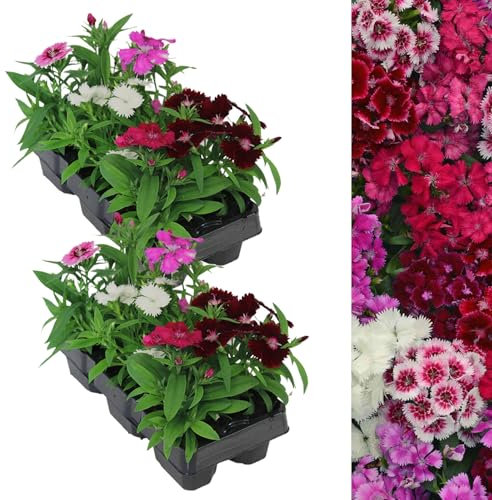 Carbeth Plants - 12 x Dianthus Festival F1 Mix - Carnation Bedding Plants Garden Ready - Colourful Outdoor Flowers - Planting Now in Pots, Containers and Hanging Baskets in UK Gardens