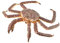 Collecta 88851 Tier, Monster Echte Krabbe, bunt, M