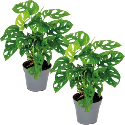 Bloomique - 2er Set - Monstera adansonii - Monkey Leaf - Fensterblatt - Luftreinigende Zimmerpflanzen - Monstera Pflanze - Hängepflanze echt - Kletterpflanzen Zimmer - Höhe 20-25 cm - Topf 12 cm