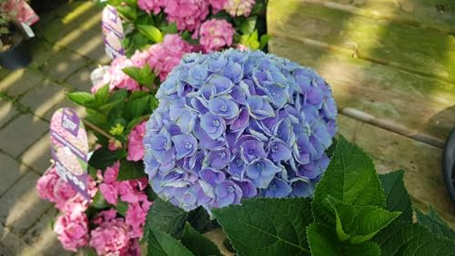 Hydrangea macrophylla 'Bleu' / Hortensia Bleu/Conteneur de 3 à 4 litres