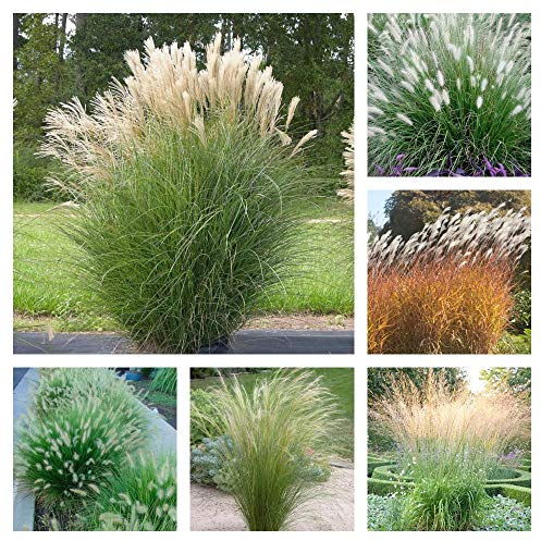 6 x Ziergras Kollektion im 1 Liter Topf (Ziergras/Gräser/Winterhart/Mehrjährig/Staude/Stauden) Ein harmonisches Ensemble aus Anmut und Struktur - Blickfang - von Stauden Gänge