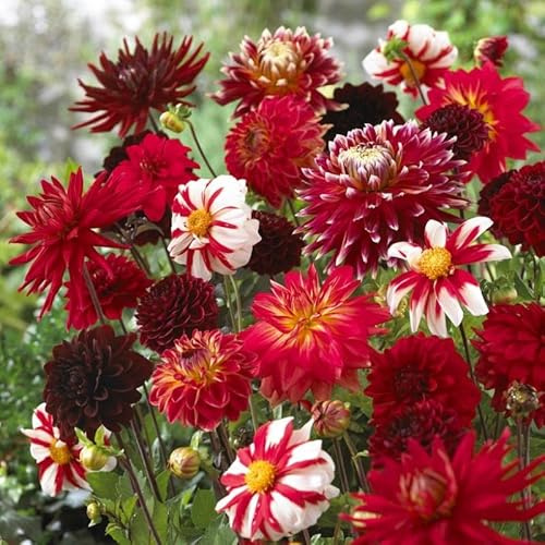 Votaniki Dahlia Valentine Mix Bulbs - Long Lasting Blooms, Versatile, Perennial Dahlia Bulbs for Planting - Easy to Grow and Low Maintenance (3 Pack)