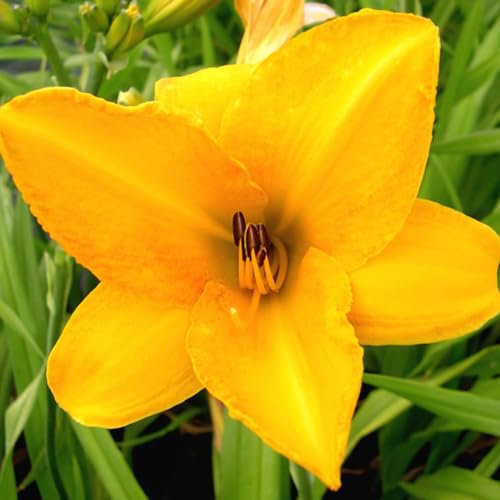6 x Lis d'un jour, Hémérocalle 'Chicago Sunrise' - Hemerocallis - Godet 9x9cm - Fleurs oranges, floraison estivale, massifs