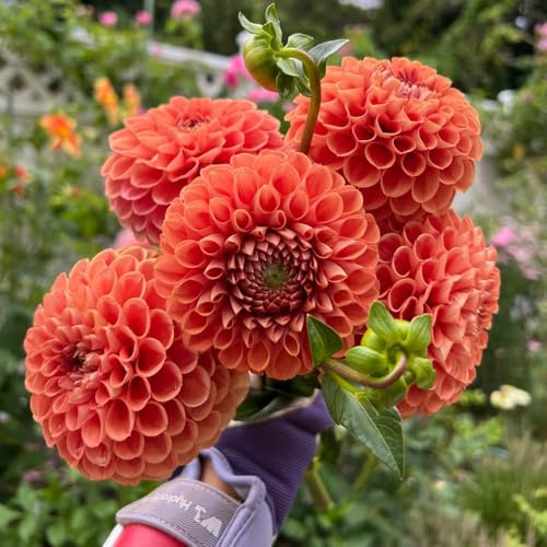 Bulbi di dalia, bulbi da perenni resistenti Le perenni sono 8pcs