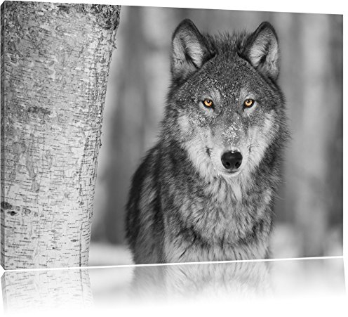 Pixxprint wunderschöner wachsamer Wolf B&W, Größe: 80x60cm, Leinwandbild, fertig gespannt, Wandbild, Dekoration, Kunstdruck, kein Poster