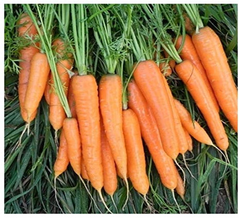 PREMIER SEEDS DIRECT - Organic Flyaway F1 Carrot Seeds, Approx 400 Seeds