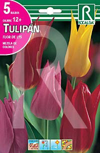 Rocalba Bulbos de tulipán flor de Lys variado (5 bulbos)