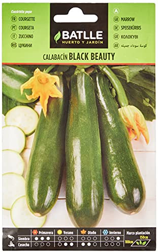 Semillas Batlle COURGETTE Black Beauty