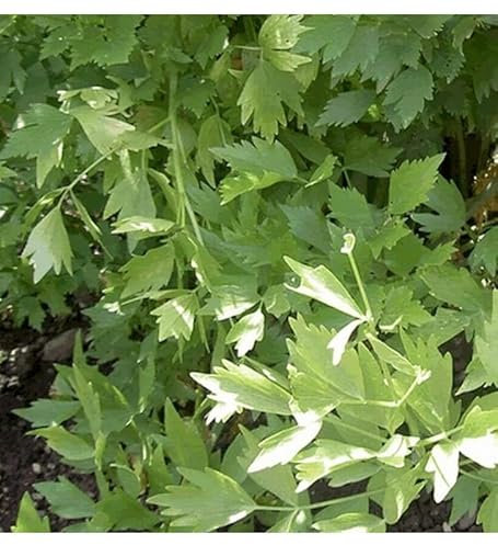 Sachet de graines de Ache de montagne, céleri perpétuel - 0,5 g - légume feuille - LES GRAINES BOCQUET