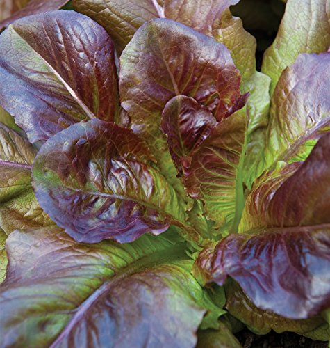 Burpee Cimmaron (Heirloom) Lettuce Seeds 1000 seeds