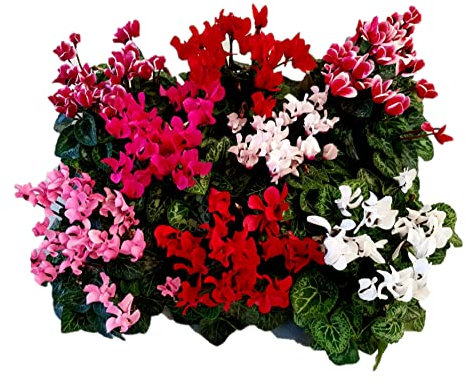 Pianta di Ciclamino in vaso da 10 cm, colori assortiti, kit da 8 pezzi, altezza 30-35 cm