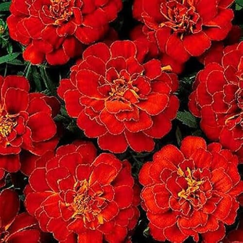 French Marigold Double Brocade red 350 Seeds + Plant tag + Freebie - Tagetes pautula Nana