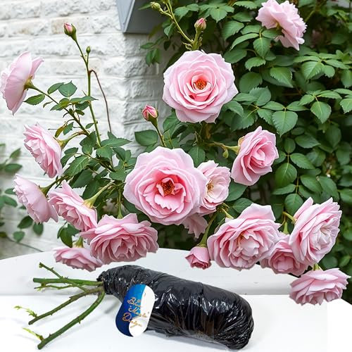 Bare Root Pink Climbing Rose 'Blossomtime' - Rampicante profumato e resistente per esposizioni verticali da giardino e abbellimento di sentieri