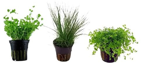Canton Aquatics Foreground Aquarium Plant Bundle 3 Pots - Live Aquarium Plants: Monte Carlo, Pearl Weed, Dwarf Hairgrass - Educational Carpeting Bundle for Aquatic Plants Live Enthusiasts