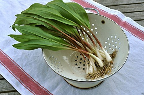 Wild Leek, Ramp (Allium Tricoccum)best Tasting Member of the Onion Family-20 Seed by wbut2023